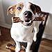 Pawstruck Straight Bully Sticks For Dogs Large Thickness-Low Odor Bulk Dental Treats Thick Pizzle Chew Stix 5 Inch 25 Stick(s)