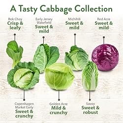 7 Cabbage Seeds for Planting - 2000+ Heirloom