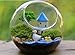 Mkono Plant Terrarium Display Glass Tabletop Succulent Air Plant Planter Globe Microlandschaft House, S