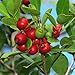 Seeds and Things Psidium Cattleianum - Strawberry Guava 15 Seeds