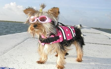 yorkie life vest