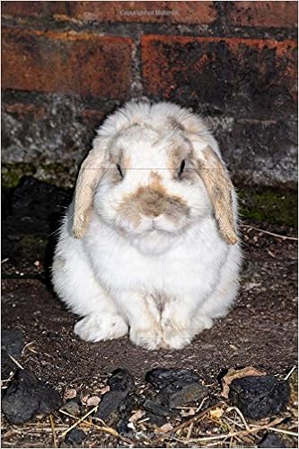 mini lop price