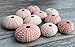 Nautical Crush Trading Sea Urchins Shells for Air Plants - 10 Pink (1-2