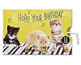 American Greetings Funny Kitten Birthday Card with Music (5801302)