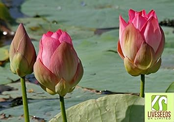 Liveseeds Bonsai Lotus Bowl Pond Lotus Water Lily Flower 5 Indian Lotus Seeds Amazon Ca Tools Home Improvement