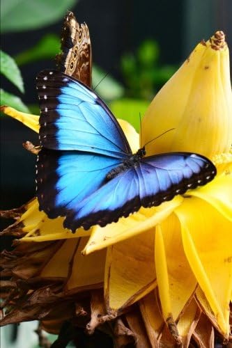 Blue Morpho Butterfly Journal: 150 page lined notebook/diary