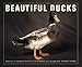 Beautiful Ducks