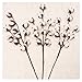 Darget Cotton Stems - 29