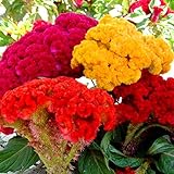 Celosia Seed Mix Celosia Cristata Cockscomb