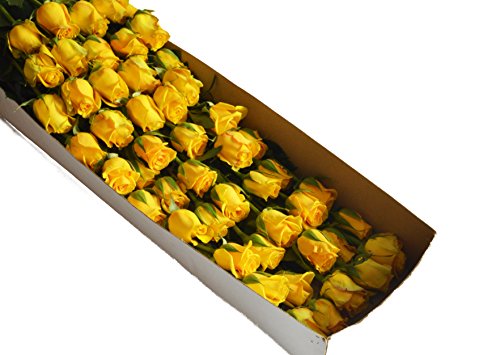 Farm2Door Wholesale Roses: 50 Fresh Yellow Roses (Long Stemmed - 50cm) from Colombia - Farm Direct Wholesale Fresh Flowers