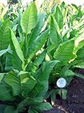 Havana 142 Tobacco ~100 seeds