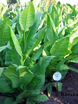 Havana 142 Tobacco ~100 seeds Havana 142 Tobacco ~100 seeds