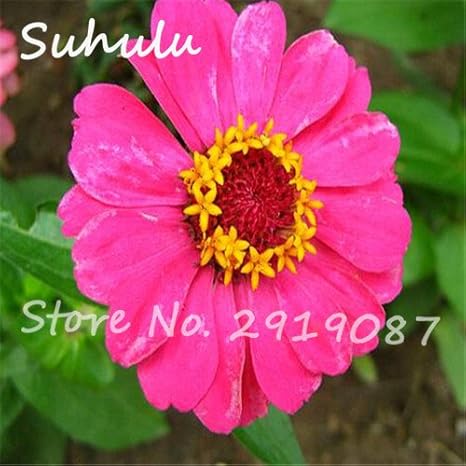 Amazon 4 珍しいピンクジニア種子100種子 バッグかわいいパステルカラー美しい花の種子diyホームガーデン植栽簡単に育てる装飾 花