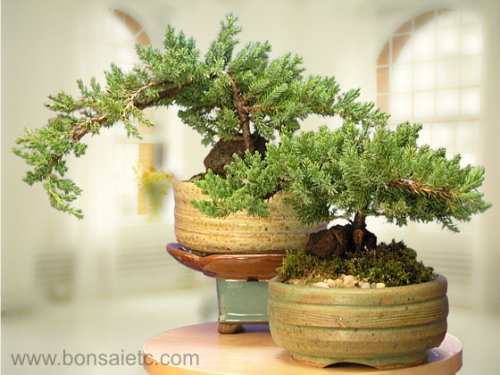 A Japanese Juniper Bonsai Tree - An Authentic Japanese Bonsai by Nature's Highlight