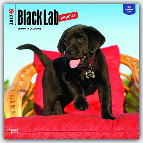 Labrador retriever puppies, black 2017 square