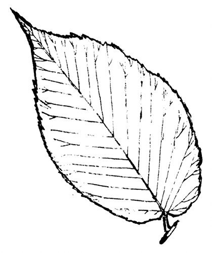 Лист вяза рисунок