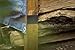 T-REX Ferociously Strong Tape, Duct Tape with UV Resistant & Waterproof Backing for Wood Brick Concrete and More, 12 yd. x 1.88