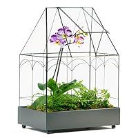 H Potter Glass Terrarium Wardian Case Succulent Planter Container for Plants Flowers Orchids Foliage and More