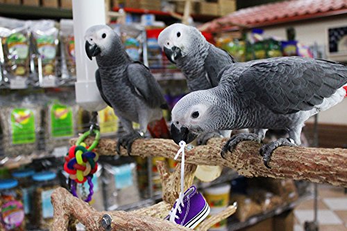 5 Birds+LOVE+Sneakers+Ferrets+Rabbits