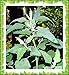 50+ Lambs Quarter Seeds ~ Delicious Baby Greens ~ Pigweed Wild Spinach Goosefoot