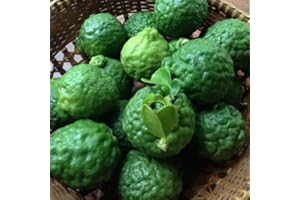 TASTEPADTHAI Fresh Kaffir Lime Fruit with Fresh Kaffir Lime Leaves
