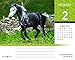 Horse Lovers 2020 6.125 x 5.125 Inch Box Calendar, Animals Horses