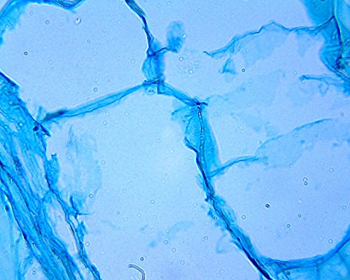 image for Pearington AP-M0001 Microscope Slide Set of 25 Prepared Slides for Sci