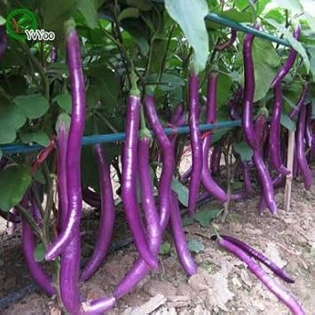 Vajra Seeds Chinese Brinjal Long F1 Hybrid Vegetable for Home and Garden - Set of 50