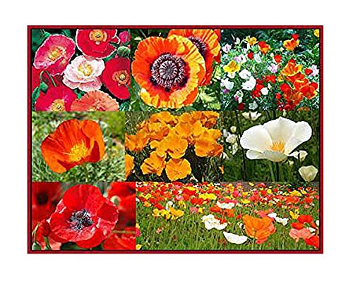 30,000+ Seeds Mixed Poppies- Red Flanders Poppy, Symbolic of WWI, Plus Shirley Poppy, and Gold, Orange, White, and Red California Poppy Seeds - Non GMO and Neonicotinoid