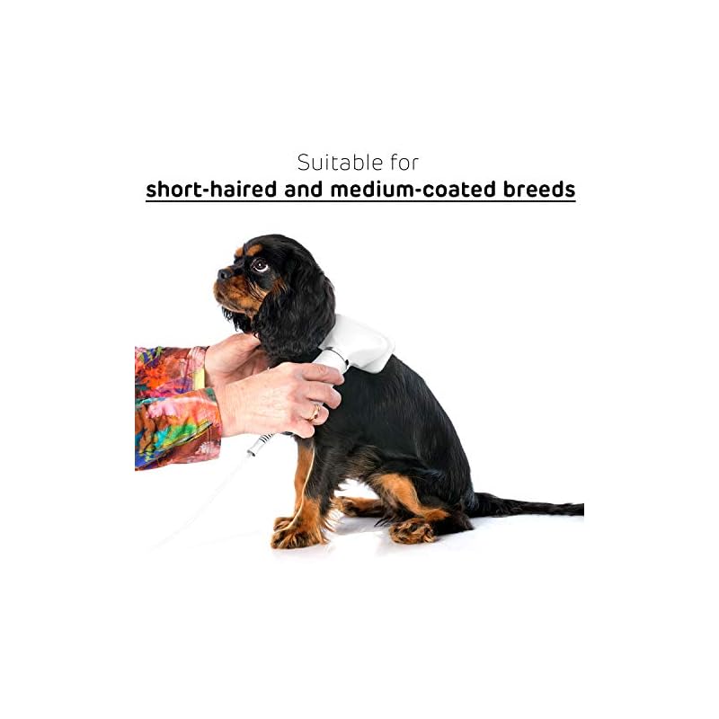 iPettie Pet Hair Dryer, Quiet, 2 Heat Settings & Portable Dog Dryer