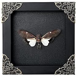 Real Framed Cicada Paratalainga Distanti Black