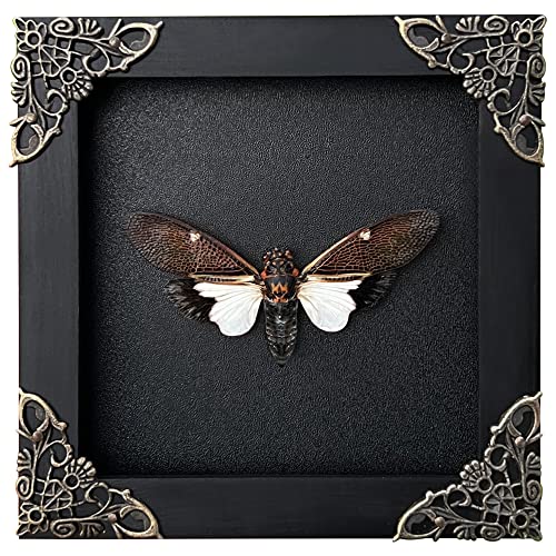 Real Framed Cicada Paratalainga Distanti Black