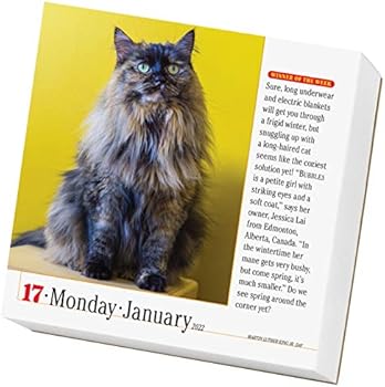 Amazon Com 365 Cats Page A Day Calendar 2022 9781523512805 Workman Calendars Books