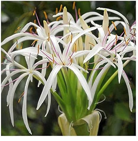 BHARAT HERBS CARE Good Luck Sudarashan Lily Plant Beach Spider Lily Live plant (1 Healthy Live Plant On Poly bag)