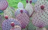 Opuntia chlorotica Santa Rita Cactus Purple Green Pink prickly pear