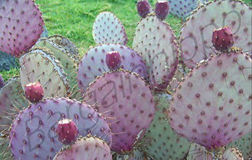 Opuntia chlorotica Santa Rita Cactus Purple Green Pink prickly pear