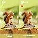 Morpilot Binoculars for Kids and Adults, 8X21 Foldable Small Compact Binoculars,Great for Clear Bird Watching Wildlife Hiking Camping Traveling Outdoor Sports Games and Concerts