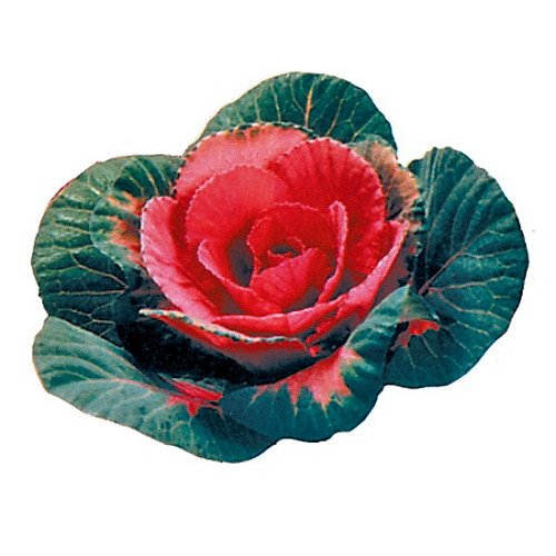 Sunset Flowering Kale 20 Seeds Sunset Flowering Kale 20 Seeds