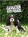 Le Cavalier King Charles by 