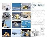 Image de Polar Bears 2017