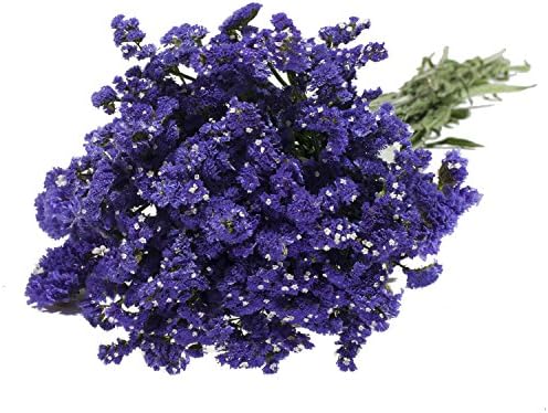 Statice Purple