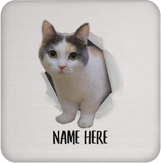 grey tabby munchkin cat