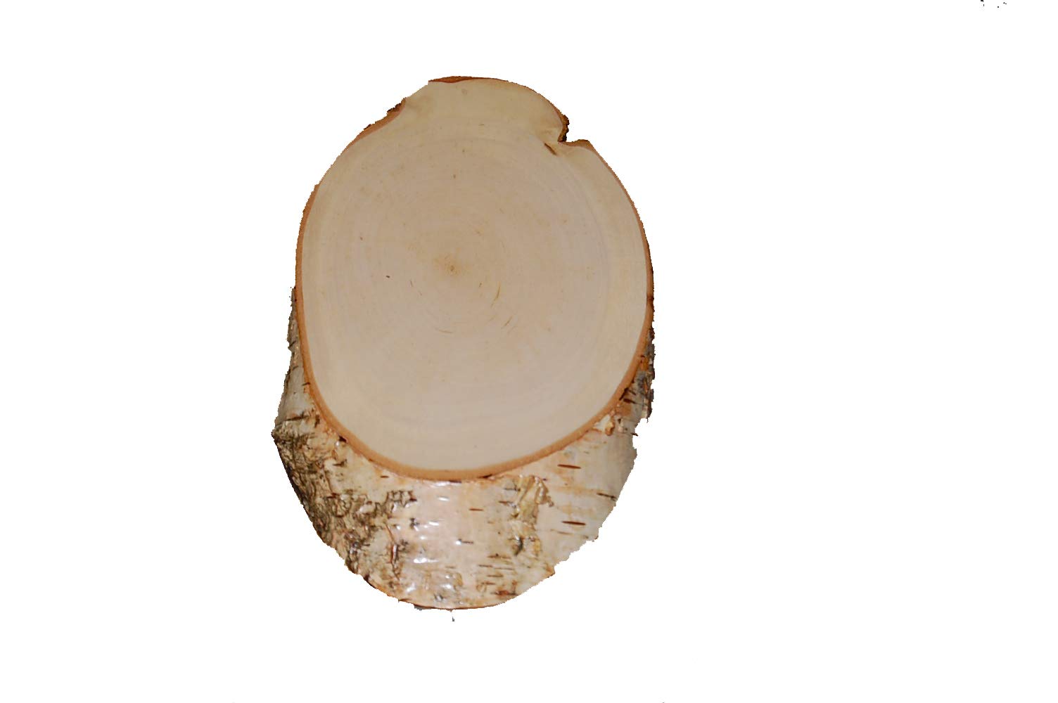 Jehn Birch Stage Gehörnschild, Birch 18 x 10 cm