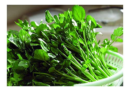 True Watercress 1000 Seeds Chinese Vegetable Heirloom Non-GMO Delicious and Healthy Nasturtium officinale 西洋菜豆瓣菜种子 Oriental Asian Seeds for Planting - Thumbnail 3