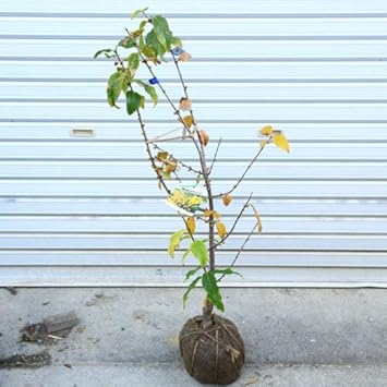 Amazon 庭木 植木 満月ロウバイ 満月ろうばい 根巻苗 樹高 80ｃｍ 植木