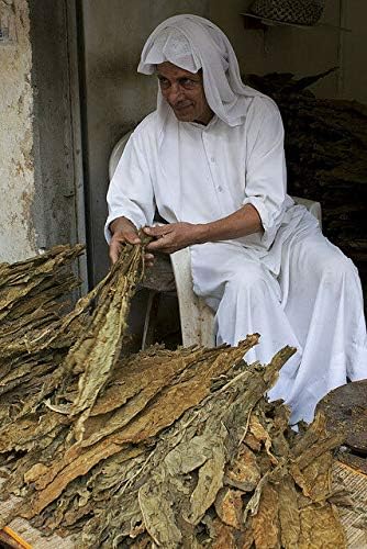 CROSO Organic Seeds ONLY NOT Plants: Limited Stock -Authentic Native Dokha Arabian10 Fresh Seeds for Sowing