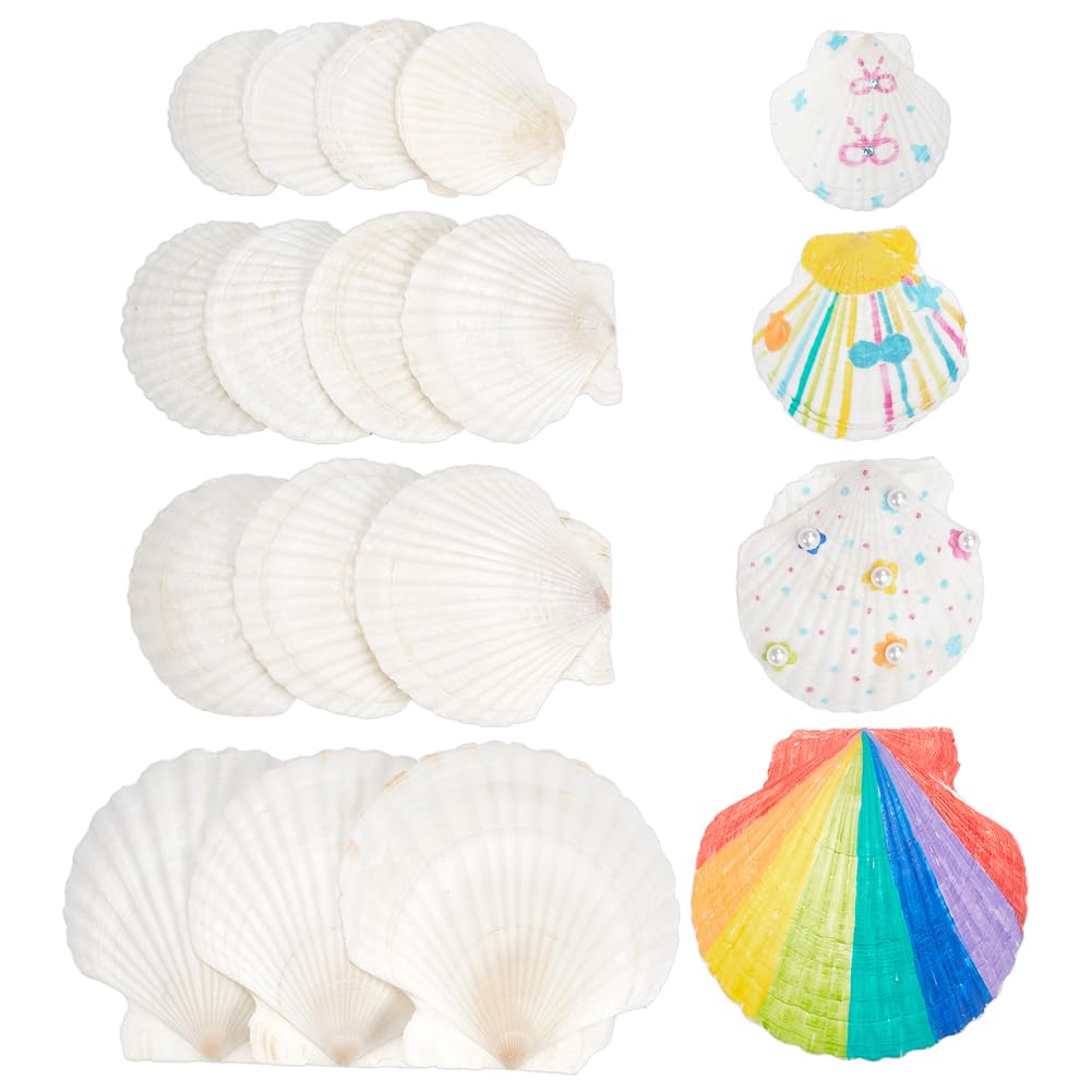 NBEADS 14 Pcs 4 Sizes Large Natural Scallop Shells, 7.45-11.4cm White Seashells for DIY Craft Natural Scallop Shell Painting Accessories for Ocean Themed Parties and Home Decor