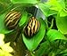 SevenSeaSupply 5 Zebra Nerite Fresh Water Aquarium Snails