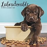 Labradorable 2020 Wall Calendar (Dog Breed Calendar) by 
