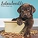 Labradorable 2020 Wall Calendar (Dog Breed Calendar) by 